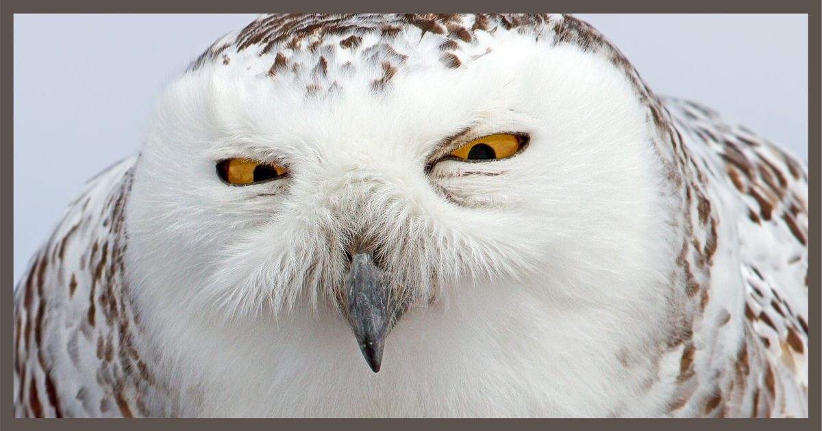 Judgment Owl is Judging You