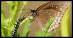 Butterfly & Caterpillar