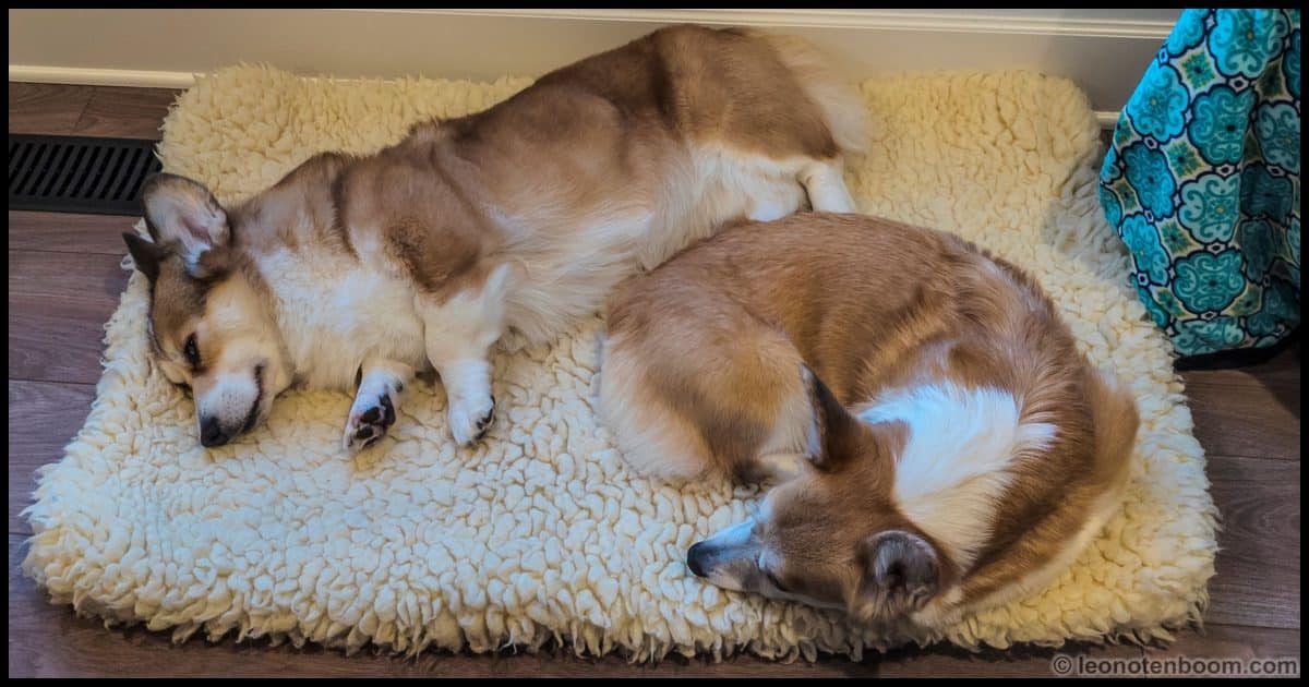 Sleeping Corgis