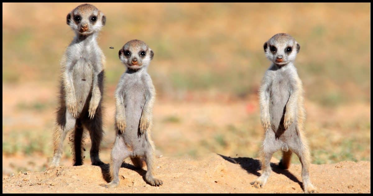 Meercats looking curious.